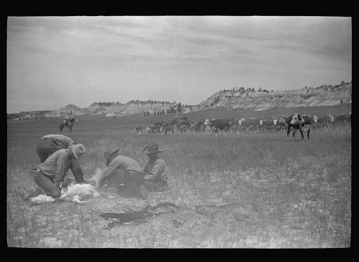 Untitled photo, possibly related to: Branding a calf, Quarter Circle U roundup, Montana