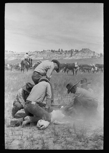 Branding a calf, Quarter Circle U roundup, Montana