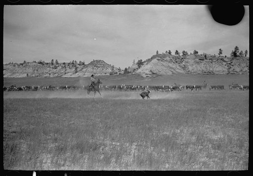 Untitled photo, possibly related to: Roping a calf, Quarter Circle U roundup, Montana