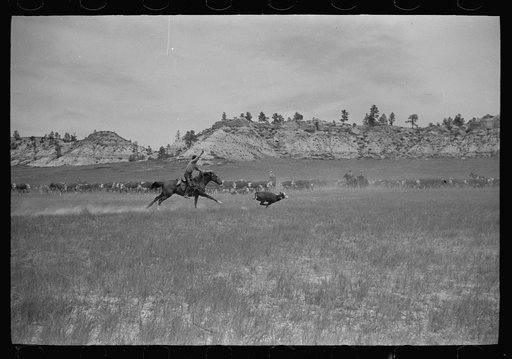 Untitled photo, possibly related to: Roping a calf, Quarter Circle U roundup, Montana
