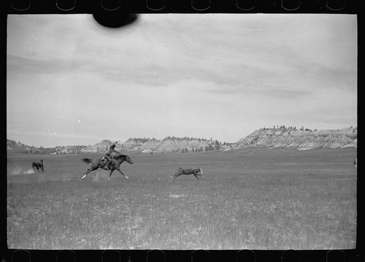 Untitled photo, possibly related to: Roping a calf, Quarter Circle U roundup, Montana