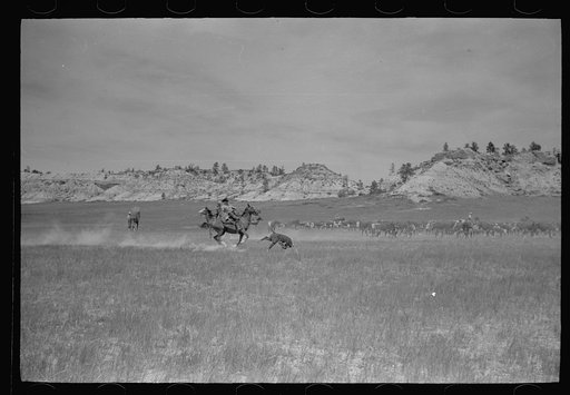 Roping a calf, Quarter Circle U roundup, Montana