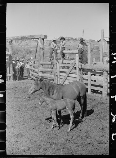 Untitled photo, possibly related to: Mares and colts, Quarter Circle U roundup, Montana