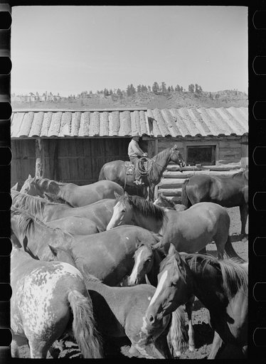 Mares and colts, Quarter Circle U roundup, Montana