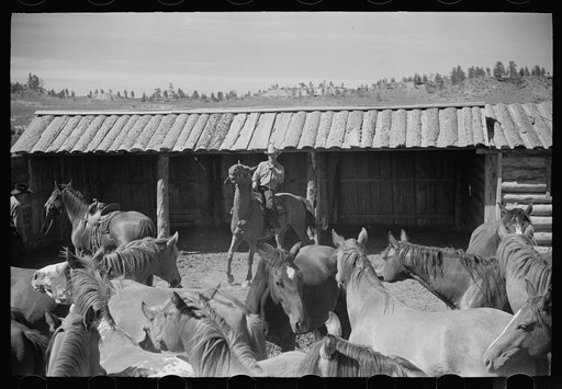 Untitled photo, possibly related to: Mares and colts, Quarter Circle U roundup, Montana