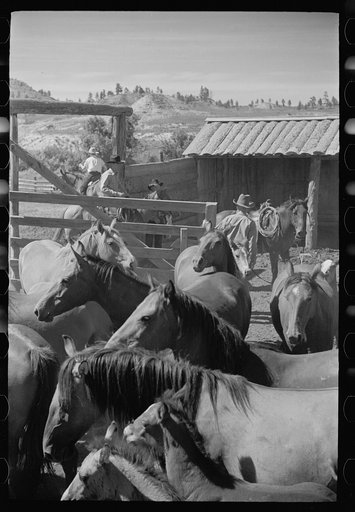 Untitled photo, possibly related to: Mares and colts, Quarter Circle U roundup, Montana
