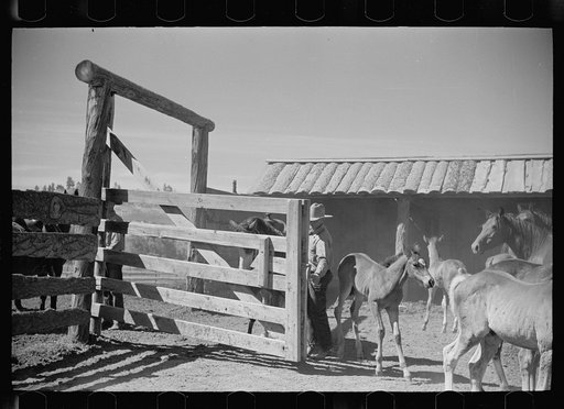 Untitled photo, possibly related to: Mares and colts, Quarter Circle U roundup, Montana