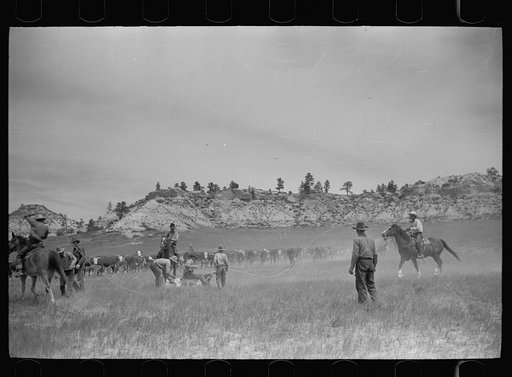 Untitled photo, possibly related to: Roping a calf, Quarter Circle U Ranch, Montana
