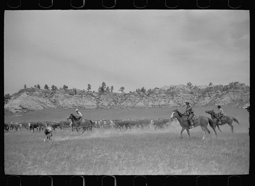 Untitled photo, possibly related to: Roping a calf, Quarter Circle U Ranch, Montana