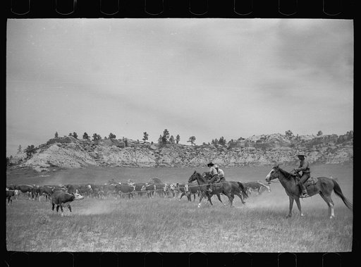 Roping a calf, Quarter Circle U Ranch, Montana