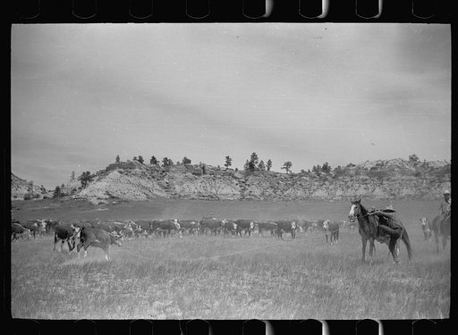 Untitled photo, possibly related to: Roping a calf, Quarter Circle U Ranch, Montana