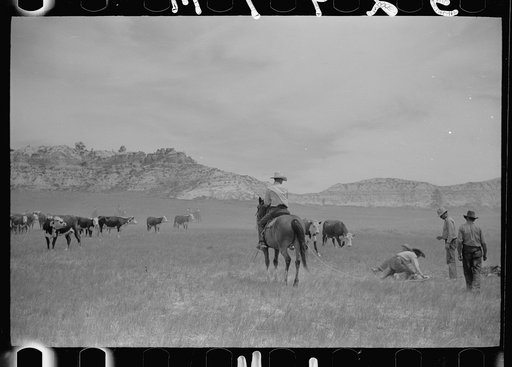 Untitled photo, possibly related to: "Rassling" a calf, Quarter Circle U Ranch, Montana