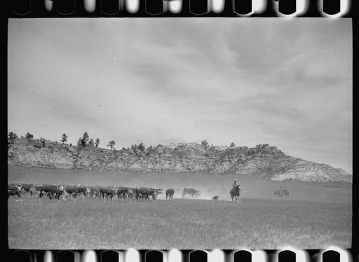 Untitled photo, possibly related to: Roping a calf, Quarter Circle U roundup, Montana