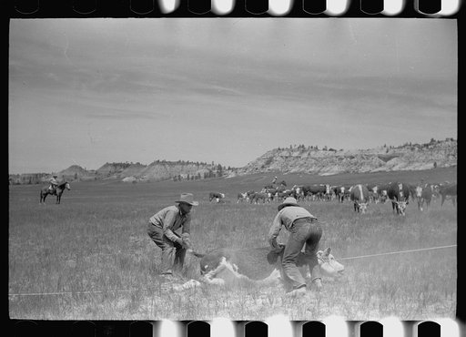 "Rassling" a calf, Quarter Circle U Ranch, Montana