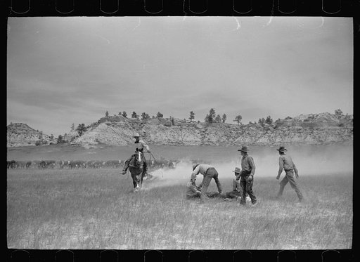 Branding, Quarter Circle U roundup, Montana