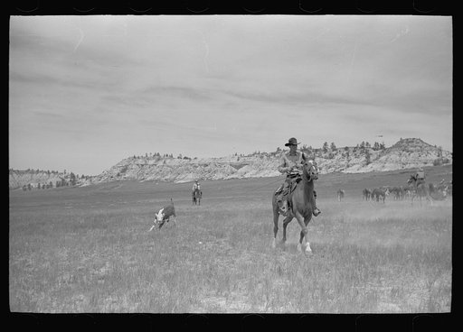 Quarter Circle U Brewster-Arnold Ranch Company, near Birney, Montana. Roping a calf at the roundup