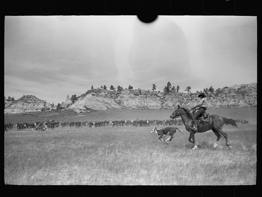 Roping a calf, Quarter Circle U roundup, Montana