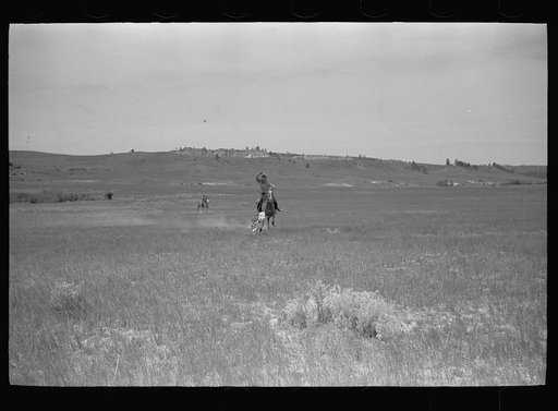 Untitled photo, possibly related to: Roping a calf, Quarter Circle U roundup, Montana