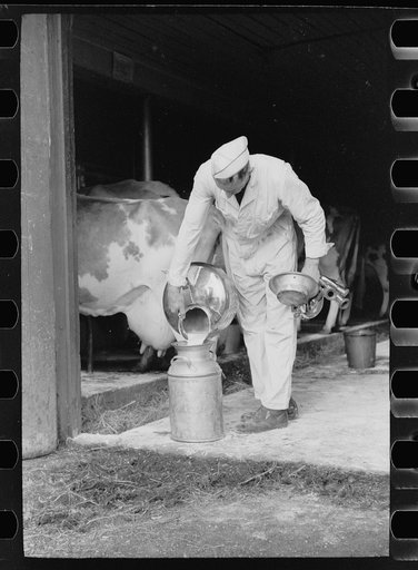 Untitled photo, possibly related to: Emptying automatic milker, Dakota County, Minnesota