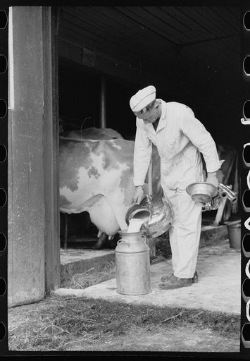 Untitled photo, possibly related to: Emptying automatic milker, Dakota County, Minnesota