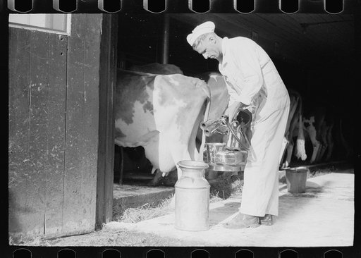 Untitled photo, possibly related to: Emptying automatic milker, Dakota County, Minnesota