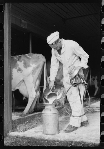 Emptying automatic milker, Dakota County, Minnesota