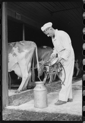 Untitled photo, possibly related to: Emptying automatic milker, Dakota County, Minnesota