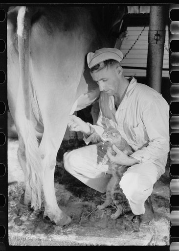 Milker gives pet cat some milk direct from cow, Brandtjen Dairy Farm, Dakota County, Minnesota