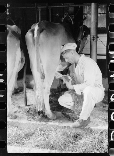 Untitled photo, possibly related to: Milker gives pet cat some milk direct from cow, Brandtjen Dairy Farm, Dakota County, Minnesota