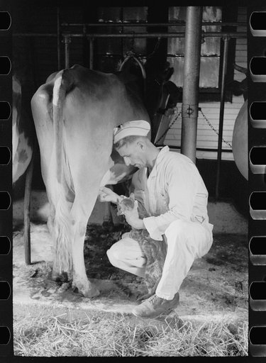 Untitled photo, possibly related to: Milker gives pet cat some milk direct from cow, Brandtjen Dairy Farm, Dakota County, Minnesota