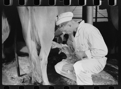 Untitled photo, possibly related to: Milker gives pet cat some milk direct from cow, Brandtjen Dairy Farm, Dakota County, Minnesota