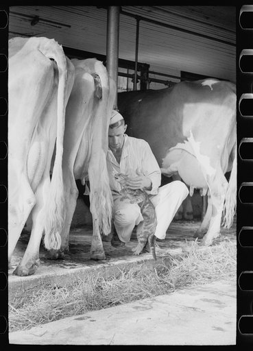 Untitled photo, possibly related to: Milker gives pet cat some milk direct from cow, Brandtjen Dairy Farm, Dakota County, Minnesota