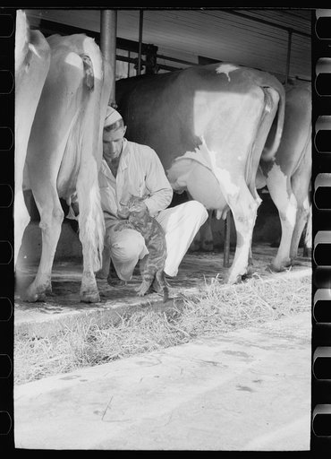 Untitled photo, possibly related to: Milker gives pet cat some milk direct from cow, Brandtjen Dairy Farm, Dakota County, Minnesota