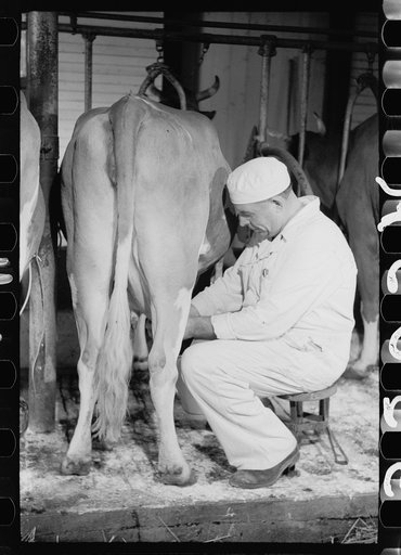 Milking by hand, dairy farm, Dakota County, Minnesota