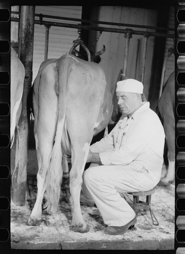 Untitled photo, possibly related to: Milking by hand, dairy farm, Dakota County, Minnesota