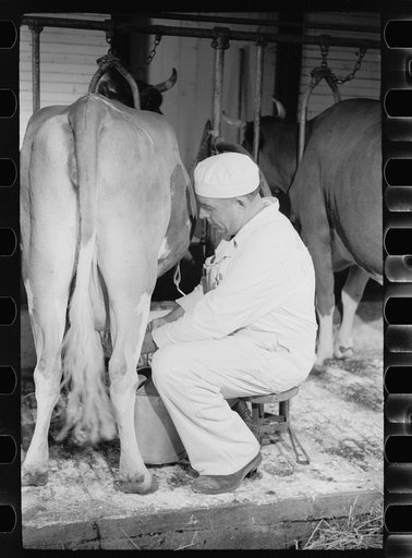 Untitled photo, possibly related to: Milking by hand, dairy farm, Dakota County, Minnesota