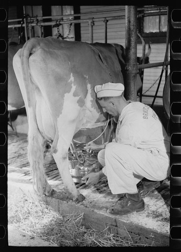 Untitled photo, possibly related to: Adjusting milking machine, Dakota County, Minnesota