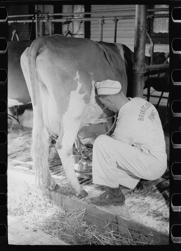 Untitled photo, possibly related to: Adjusting milking machine, Dakota County, Minnesota