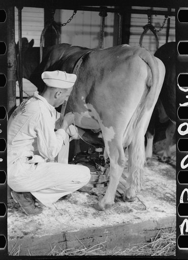 Untitled photo, possibly related to: Adjusting milking machine, Dakota County, Minnesota