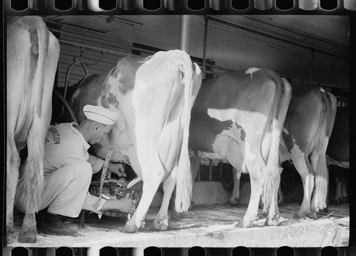 Adjusting milking machine, Dakota County, Minnesota