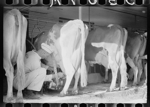 Untitled photo, possibly related to: Adjusting milking machine, Dakota County, Minnesota