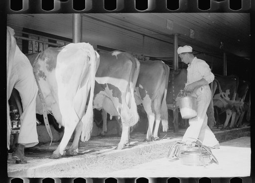 Untitled photo, possibly related to: Adjusting milking machine, Dakota County, Minnesota