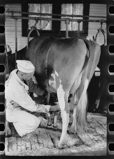 Untitled photo, possibly related to: Adjusting milking machine, Dakota County, Minnesota