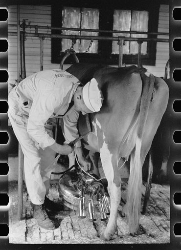 Untitled photo, possibly related to: Adjusting milking machine, Dakota County, Minnesota