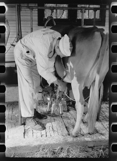 Untitled photo, possibly related to: Adjusting milking machine, Dakota County, Minnesota