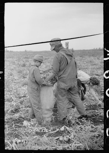Rice County, Minnesota. Boy helping his father in an onion field