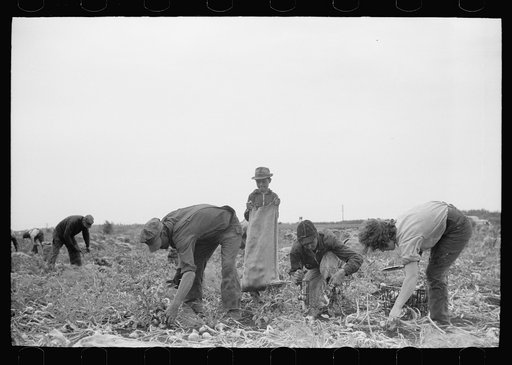 Onion field workers, Rice County, Minnesota