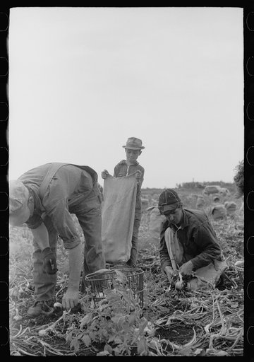 Untitled photo, possibly related to: Onion field workers, Rice County, Minnesota