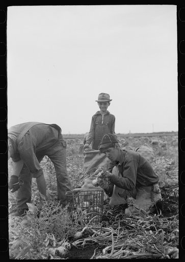 Untitled photo, possibly related to: Onion field workers, Rice County, Minnesota