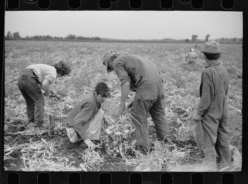 Onion field worker, Rice County, Minnesota